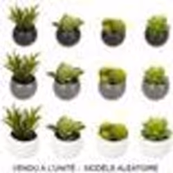 Plante grasse artificielle - NO NAME - 6cm - Gris