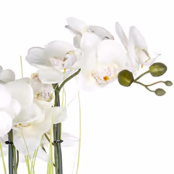 Orchidée et son vase argenté