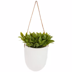 Plante murale suspendue H20 Idéal pour la décoration de votre maison. Plante qui apportera grâce et beauté à votre maison. Fa ...