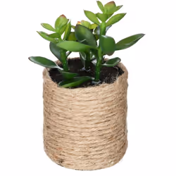 Originale et pleine de caractère, la plante artificielle Atmosphera vous séduira si vous aimez les accessoires déco au style ...