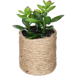 Atmosphera - Plante artificielle H16cm créateur d'intérieur