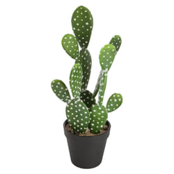 Cactus nomade H42