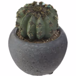 Ce n'est pas parce qu'on n'a pas la main verte qu'on n'a pas le droit d'avoir des plantes chez soi ! Même si dans le cas des  ...