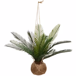 Description générale Le palmier artificiel 'Cuba' d'Atmosphera est une magnifique décoration qui apporte une touche exotique  ...
