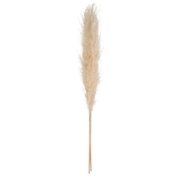 Pampa Naturel x 3 H 110