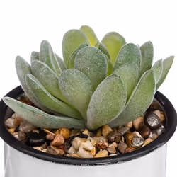 Atmosphera 168537 plante artificielle
