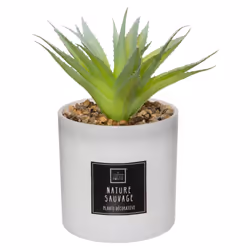 Coffret Senteur Cactusvoir