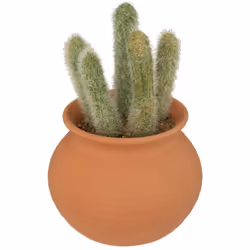 Profitez de plantes chez vous, même si vous n'avez pas la main verte ! Le cactus artificiel "Ali" Atmosphera est aussi décora ...