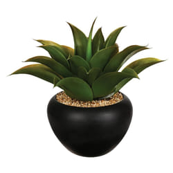 Aloe vera en pot céramique H37