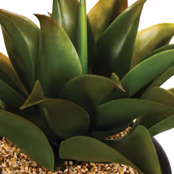 Aloe vera en pot céramique H37 - Vue supplémentaire 2