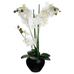 Orchidée vase céramique noir H.53
