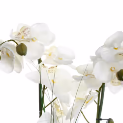 Orchidée vase céramique blanc H.53