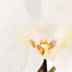 Orchidée En Pot Céramique H115