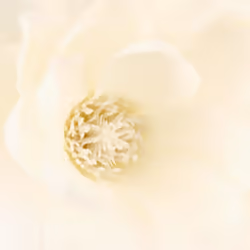 Composition magnolia en vase H75
