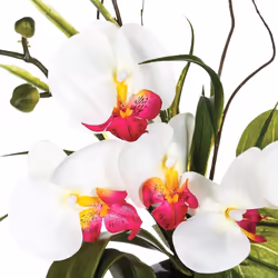 Composition d'orchidées avec vase céramique H44