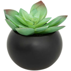 Plante grasse en pot H13 - Atmosphera créateur d'intérieur