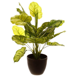 Plante verte H45voir