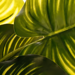 Plante verte H45voir