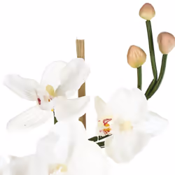 Composition orchidée en vase H37