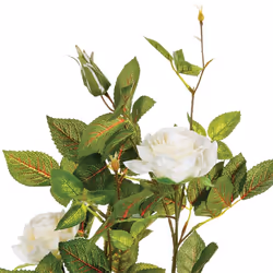Rosier en pot H50