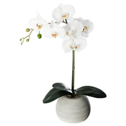 Orchidée real touch ciment H.50