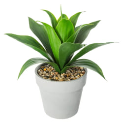 Aloe vera pot en ciment H34