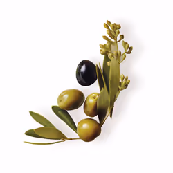 Original Remedies shampooing mythique à l’olive