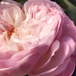 Chloé Rose Naturelle Eau de Parfum 150ml Femmes - Vue supplémentaire 5