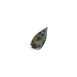 Semelle de fer CS-00130236 ROWENTA | Modèles concernés : CS-00130236
