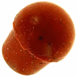 Bouton de soupape pour cafetière, expresso MAGIMIX 502226Appareils compatibles :CAFETIÈRE, EXPRESSO MAGIMIX:11129, 11132, 111 ...
