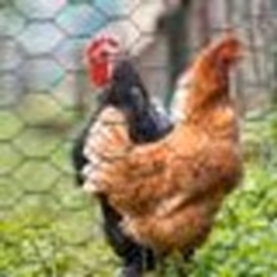 IDMARKET Grillage pour poules vert 1x25M maille 25mm triple torsion clôture souple jardin animaux