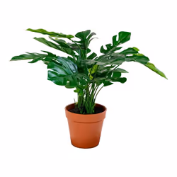 Altobuy 3663738048217, Vert, Plastique, 400 mm, 400 mm, 450 mm, 505 mm