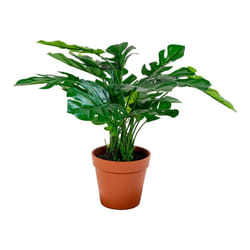Altobuy 3663738048217 plante artificielle