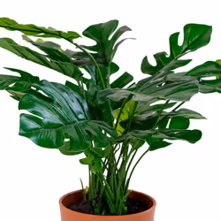 Altobuy 3663738048217 plante artificielle