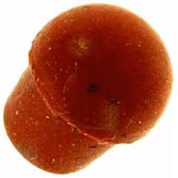 Bouton de soupape pour cafetière, expresso MAGIMIX 502226 Appareils compatibles : [CAFETIÈRE, EXPRESSO MAGIMIX: ] 11008, 1100 ...