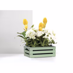 Caisse à fleurs avec pot + soucoupe Tina en plastique - Vert - L 25 x P 155 cm