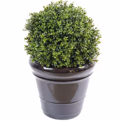 BUIS BOULE NEW UV RESISTANT Artificiel, plante artificielle avec une hauteur de tronc de 20cm et un pot de diamètre 10cm.Gara ...