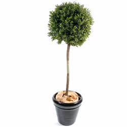 Buis Tige Boule New Artificiel, plante artificielle qui convient à l'extérieur mais traiter le tronc en bois avec un produit ...