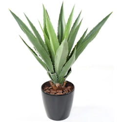 Plante artificielle haute gamme Spécial extérieur / agave furcraea artificielle - Dim : 110 x 90 cm Pegane