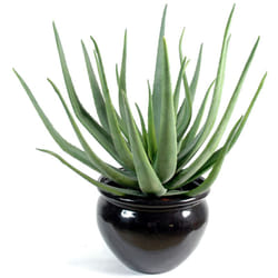 Plante artificielle haute gamme Spécial extérieur / Aloevera artificielle - Dim : 70 x 40 cm Pegane