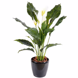 SPATHIPHYLLUM PLAST 5 Fl Artificiel, pot diamètre 15cm et hauteur 13 cm, comprenant 5 fleurs, petite fleur 10cm x 3cm, grande ...