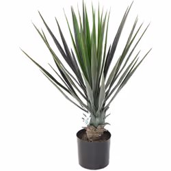 YUCCA ROSTRATA 60 CM Artificiel, composé d'une seule tête en PE, avec une envergure de 40cm, le pot a un diamètre de 12cm et ...