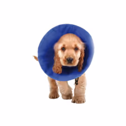 Si vous êtes à la recherche de nouvelles tendances sur le marché, nous vous présentons Collier de protection Isabelino pour c ...