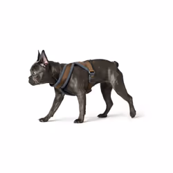 Si vous êtes à la recherche de nouvelles tendances sur le marché, nous vous présentons Harnais pour Chien Hunter London Comfo ...