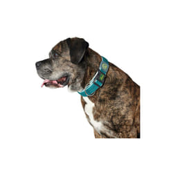 Hunter - Collier pour Chien Plus Fil turquoise Turquoise Taille xl (45-70 cm)
