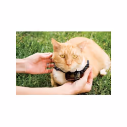 PetSafe - Collier supplémentaire pour clôture anti-fugu chat, 4 niveaux de stimulation, léger, réglable et anti-étranglemen