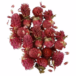Fleurs séchées - Trèfle rouge 30 g