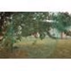 Filet de protection plantations 5x5m