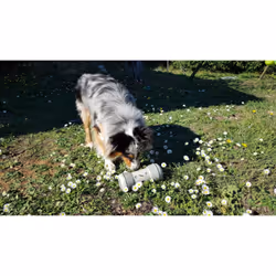 Pipolino L gamelle et abreuvoir pour chiens et chats Noir, Rouge Universel