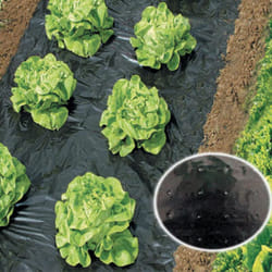 Film percé de paillage potager Werka Pro